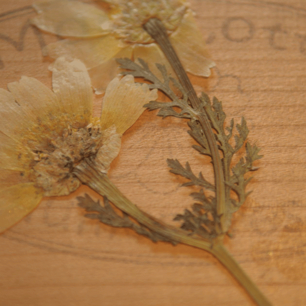 Gluckskafer - Ξύλινη πρέσα λουλουδιών 10x10cm (525260)