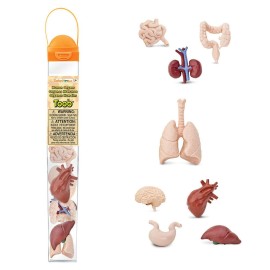 Safari Ltd - Toob Human Organs (689304)