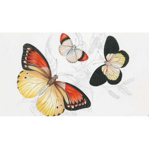 The Pepin Press - Natural History (9789460096365)