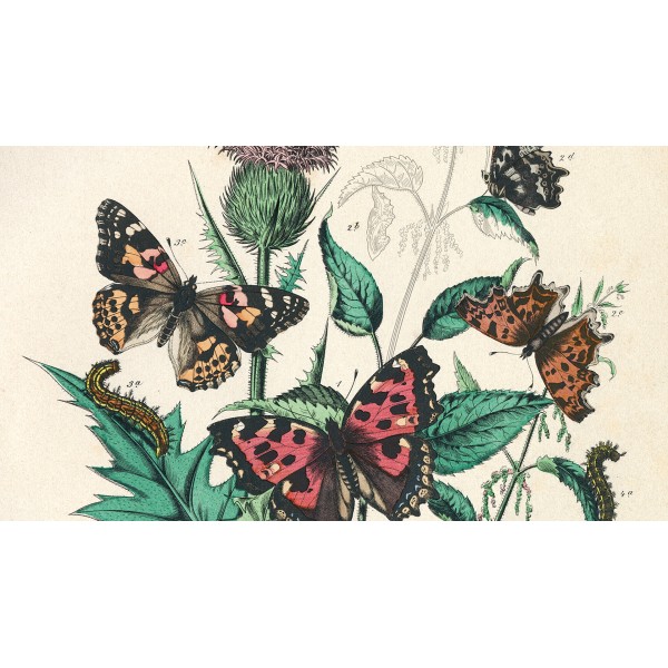 The Pepin Press - Natural History (9789460098345)